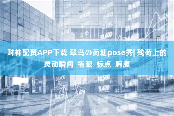 财神配资APP下载 翠鸟の荷塘pose秀| 残荷上的灵动瞬间_褶皱_标点_胸腹